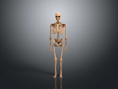 Human Skeleton Anatomical Model Displaying Body Organs And Bone Structure 3d model