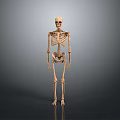 Human Skeleton Anatomical Model Displaying Body Organs And Bone Structure