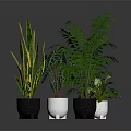 Various Indoor Potted Plants With Green Leaves In Black And White Ceramic Pots