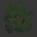 Monstera Plant With Large Green Leaves In Geometric Patterned Pot On Dark Surface