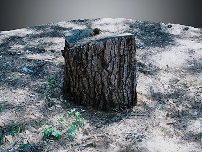 Rustic Wood Stump With Natural Texture Surrounded By Stone Soil And Green Plants 3d model