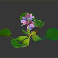 Vibrant Plant With Green Leaves And Purple Flowers On Dark Background With Reflection