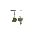 Hanging Green Plants Decorative Ornament Set With Wooden Pots And Rope