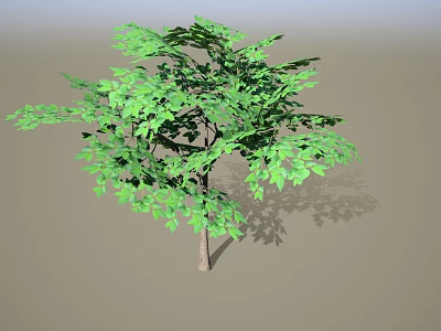 Single Deciduous Tree With Lush Vibrant Green Foliage And Natural Growth Shape 3d model