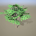 Single Deciduous Tree With Lush Vibrant Green Foliage And Natural Growth Shape