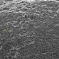 Lush Microtopography With Green Moss Scattered Stones Twigs And Small Mushrooms