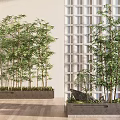 Indoor Bamboo Plants In Concrete Planters With Wooden Floor And Grid Window Background