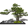 Indoor Landscape Design Featuring Bonsai Tree With Stone Elements And Green Foliage 3d model