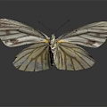 Striped White Butterfly With Open Wings On Dark Reflective Surface 3d model