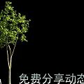 Dynamic Tree with Lush Green Foliage and Free Sharing Motion Effect 3d model