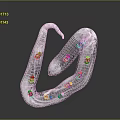 Detailed Transparent Worm Like Creature With Purple And Yellow Spots In