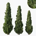Three Tall Evergreen Arbor Trees with Dense Foliage and Vertical Growth