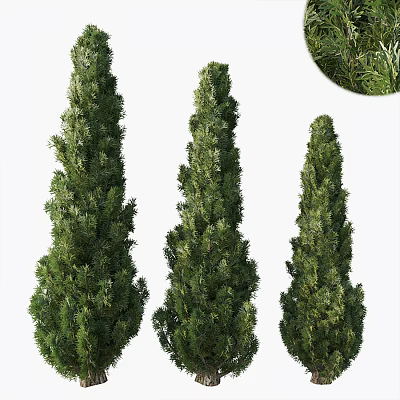 Three Tall Evergreen Arbor Trees with Dense Foliage and Vertical Growth 3d model
