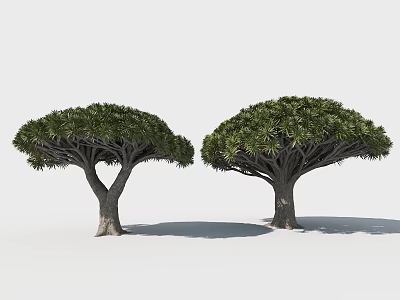 Two Dragon Trees With Umbrella Shaped Crowns And Thick Trunks Growing Together 3d model