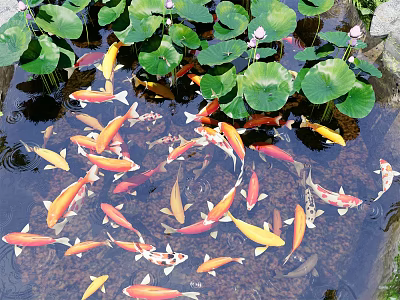 Colorful Koi Fish Swimming In Pond With Green Lotus Leaves And Pink Flowers 3d model