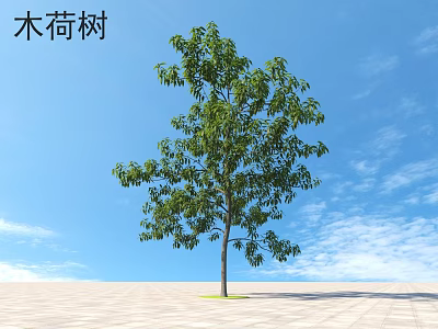 Lush Schima Superba Tree With Green Foliage Against Blue Sky And White Clouds 3d model