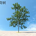 Lush Schima Superba Tree With Green Foliage Against Blue Sky And White Clouds
