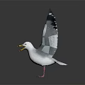 Seagull Spread Wings Holding Food In Beak Standing On Black Surface Against Gradient Gray Background