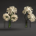 Transparent Square Vases With White Large Blooms Green Stems On Gray Background