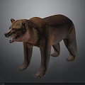 Realistic Brown Bear Standing With Open Mouth And Detailed Fur Texture
