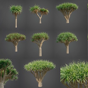 Dacaea shrub tree combination African tree Dacaea tree combination Tropical shrub tree Dacaea tree combination 3d model