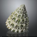 Marine Mollusk With White And Green Conical Wavy Raised Shell On Black Background With Reflection