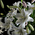 Beautiful White Blooming Lilies in Transparent Glass Vase on Black Background