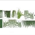 Diverse Vines Varieties For Hanging Climbing And Decorative Greenery Design