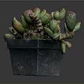 Vibrant Succulent Plant With Fleshy Green Red Edged Leaves In Black Square Pot