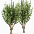 Two Types of Ornamental Trees With Weeping Branches and Lush Foliage