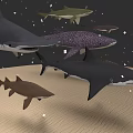 Various Types of Sharks Swimming Over Sandy Ocean Floor With Floating Particles