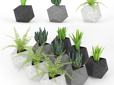 Bonsai Potted Plants In Geometric Black Grey White Planters With Green Foliage 3d model