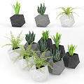 Bonsai Potted Plants In Geometric Black Grey White Planters With Green Foliage
