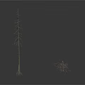 Two Dried Trees One Upright And One Tilted Against White Background