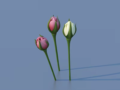 Three Pink And White Flower Buds With Green Stems On Blue Background 3d model