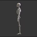 Skeleton Limbs Structure Front And Back View With Arms Legs Hands Feet 3d model