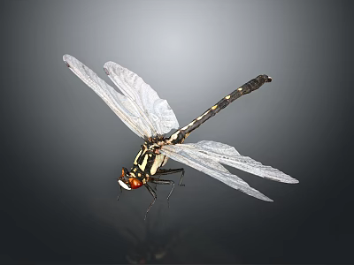 Close up dragonfly with transparent wings black and white striped body and red eyes 3d model