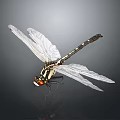 Close up dragonfly with transparent wings black and white striped body and red eyes