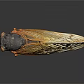 Closeup Cicada Flying Insect With Black Head Body And Orange Yellow Transparent Veined Wings