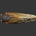 Modern cicada cicada cicada shell golden cicada 3d model