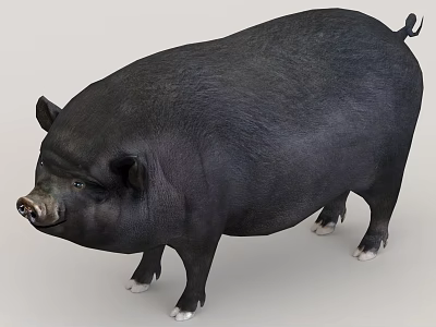 Black Reptile With Stocky Body Short Limbs And White Claws On Gray Background 3d model