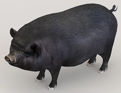 Black Reptile With Stocky Body Short Limbs And White Claws On Gray Background 3d model Black Reptile With Stocky Body Short Limbs And White Claws On Gray Background 3d model