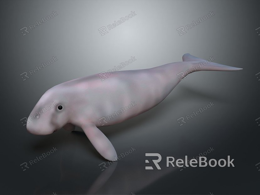 Spotting Dolphin Dolphin Cartoon Dolphin Animation Dolphin Animation Dolphin Animation Character Game Character model