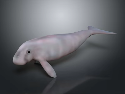White Dolphin Decorative Model With Smooth Surface For Home Living Decoration 3d model