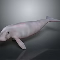 Spotting Dolphin Cartoon Dolphin Animation Dolphin Animation Dolphin Animation Character Game Character 3d model