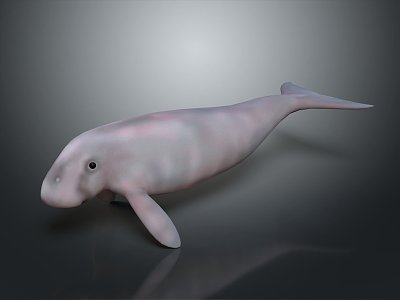 Spotting Dolphin Cartoon Dolphin Animation Dolphin Animation Dolphin Animation Character Game Character 3d model