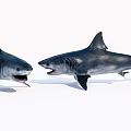 Two Powerful Sharks Facing Each Other With Open Mouths And Sharp Teeth