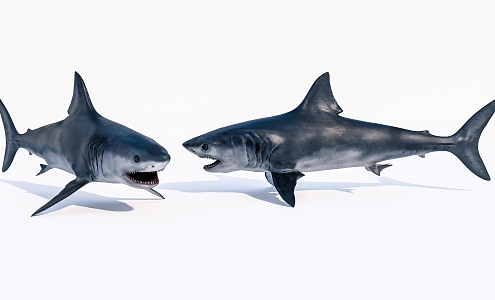 Modern Aquatic Shark 3d model