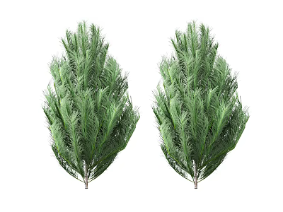 Two Evergreen Trees With Lush Green Foliage And Dense Branches Against White Background 3d model