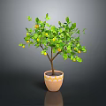 Potted Lemon Tree with Green Leaves and Yellow Fruits in Decorative Pot